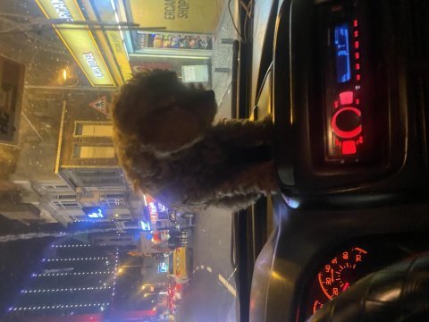 Sevimli toy poodle
