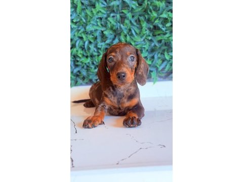 Çikolata merle rengi ile en güzel dachshund