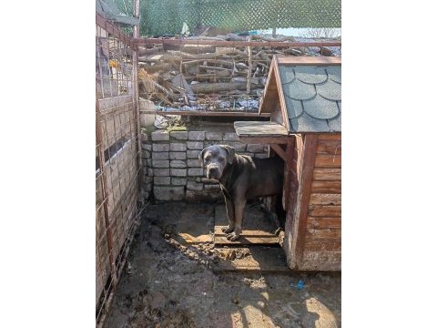 Cane corso blue dişi 2 yaşında hiç eş görmemiş