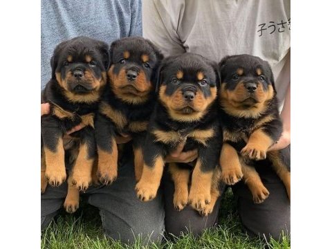 Rottweiler yavrularımız evinizin neşesi olacaktır