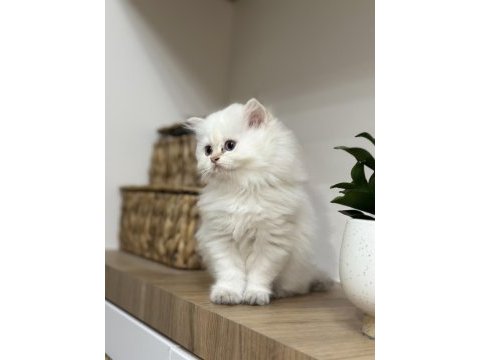 Pamuk gibi british longhair yavru