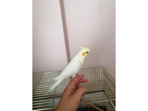 3 aylık yavru sultan papağanı