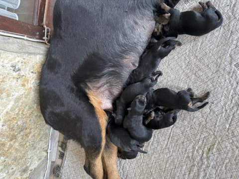 Erkek dişi şampiyon ırk scr li