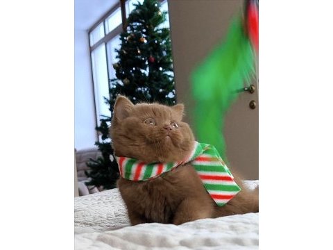 Popstar chocolate british shorthair
