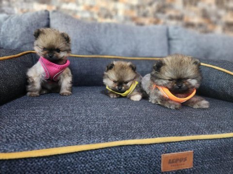 Saf kan tea cup pomeranian yavrularım