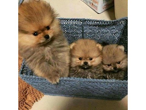 Yeni ailelerini arayan minik pomeranian prensesler