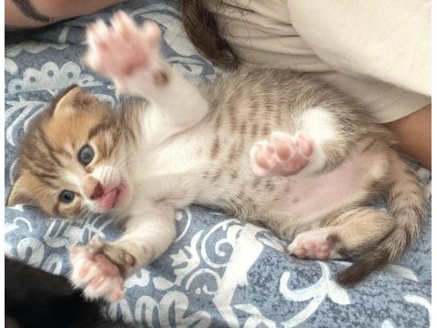 2 aylık bebiş scottish fold
