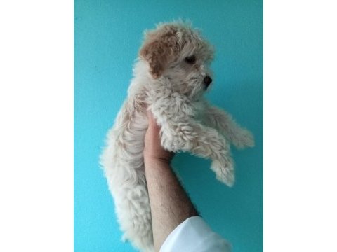 Güzel sevimli maltipoo