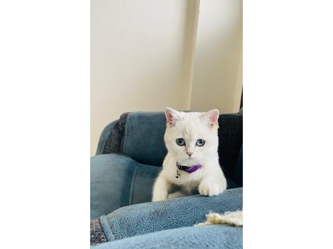 Mavi gözlü british shorthair kızımız