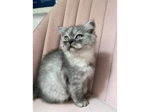Safkan british longhair
