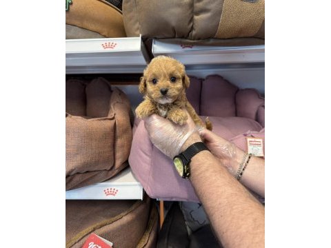 Bebek yüzlü maltipoo yavrularımız