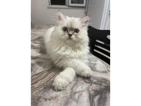 British longhair blue point