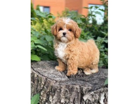 Maltipoo yavrularımız sizlerle