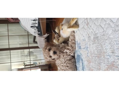 İzmir erkek maltipoo