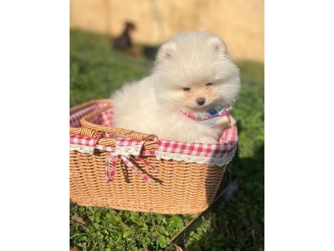 Pomeranian boo dişi ve erkek yavrular
