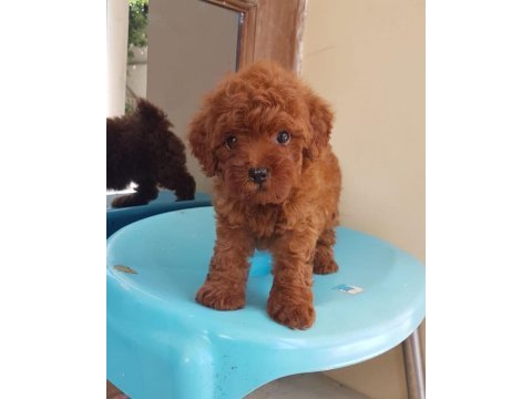 Toy poodle yavruları