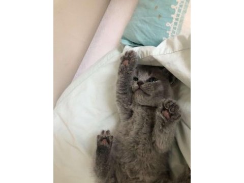 1 mayıs doğumlu scottish fold bebekler