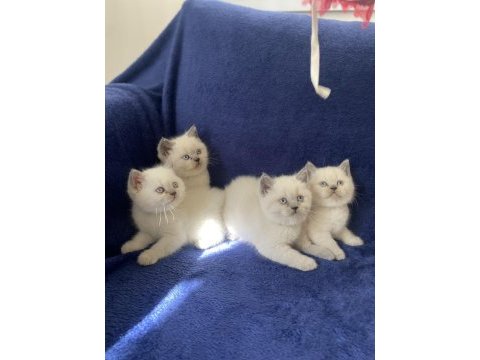 Safkan çok sağlıklı aile ortamından yavru kediler