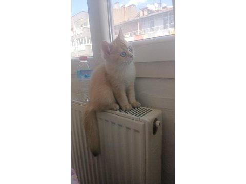 Full şecereli kucak kedisi