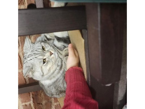 Uysal akıllı british shorthair kedimiz