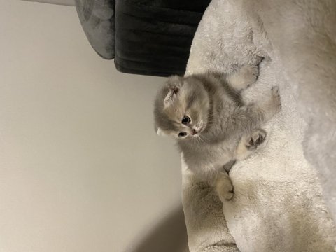Baba scr anne safkan blue golden scottish fold