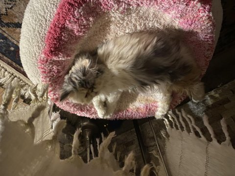 6 aylık uysal persian dişi kedim