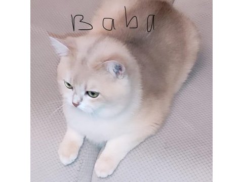 Ay 12 gold british shorthair