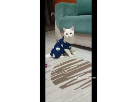Ücretsiz sahiplendirme british shorthair erkek