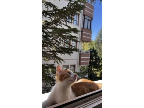 Sarı tekir