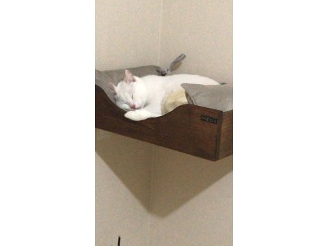 Oğlumuz pars’a yeni bir yuva arıyoruz kedimize