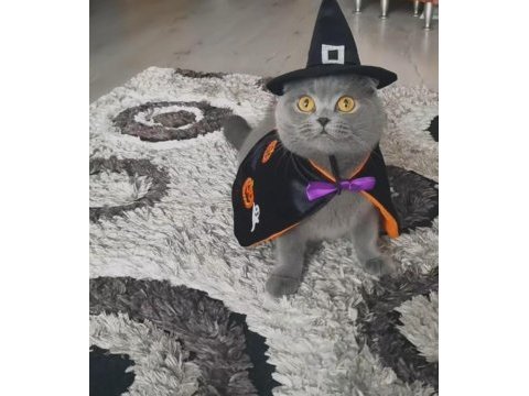 Ücretsiz scottish fold dişi