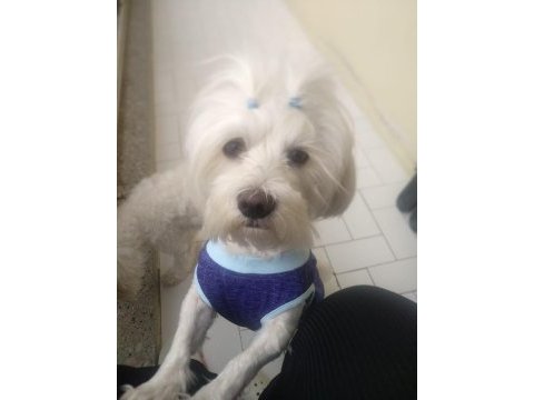 Güzeller güzeli maltese lilami sahiplendiriyorum