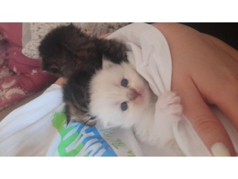 Yavru scottish fold longhair