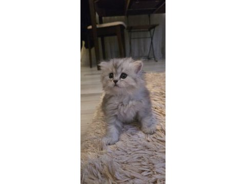 British longhair şecereli