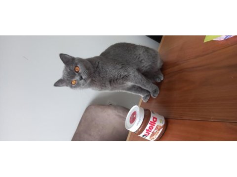 2 yaşında british shorthair kedisi