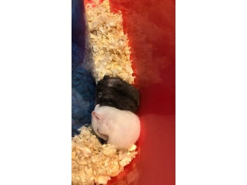Yavru gonzales hamster