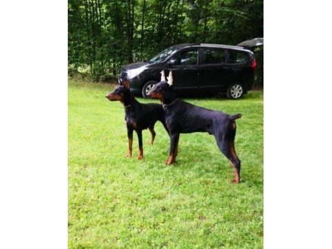 Eğitimli doberman yavrular