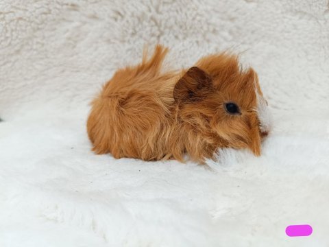 Guinea pig bebekler