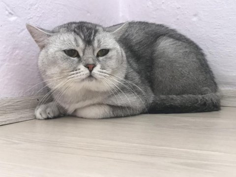Uysal british shorthair çocuk