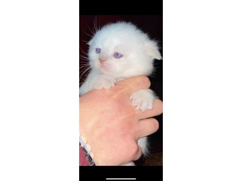 Scottish fold blue point ve british blue point