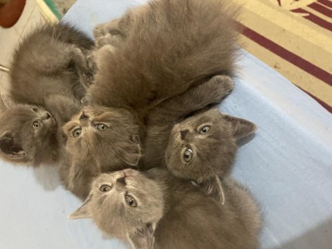 Kendi kedimizin yavruları saf kan