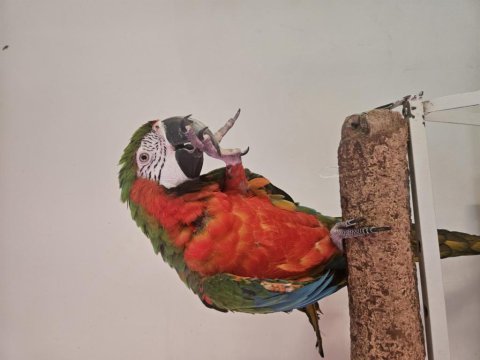 Kafesiyle birlikte rubygold hibrit macaw