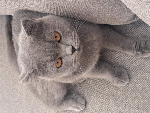 Scottish fold kedimizi sahiplendiriyoruz