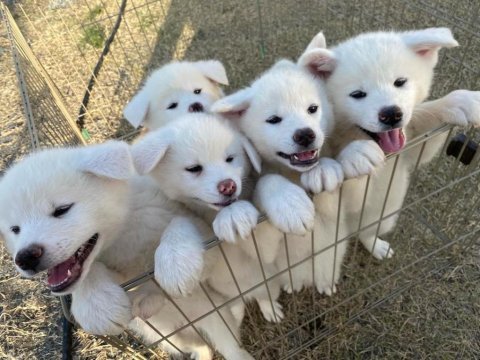 Japon akita inu yavruları
