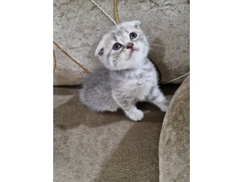 Scottish fold yavrumuz yeni yuvasına gitmeye hazır