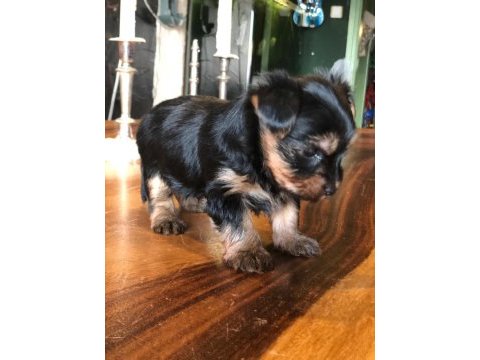 Ankaranın en güzel tea cup yorkshire terrier leri