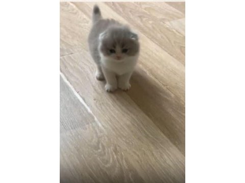 Bicolor dişi safkan lilac rengi scottish fold
