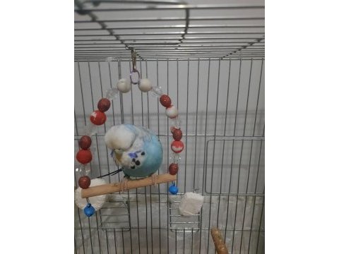 Jumbo muhabbet kuşu 1 yaşını geçti