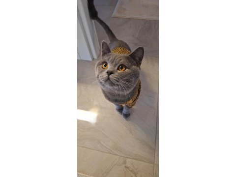 British shorthair 1 yaşında