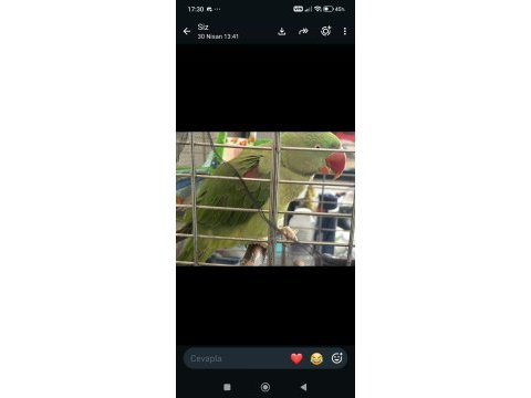 Alexander papağanı erkek jumbo boy